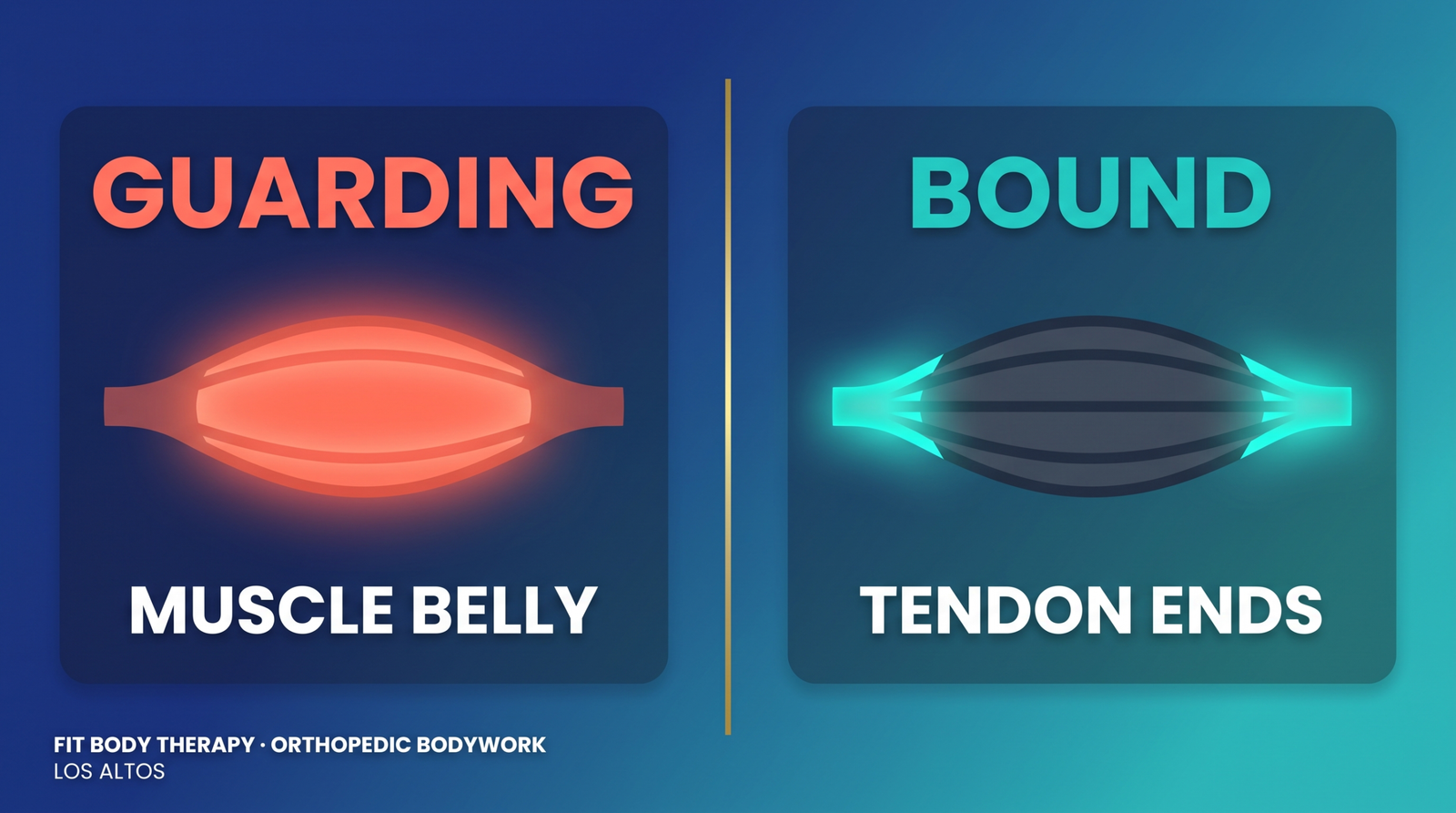 Diagram contrasting muscle guarding in the muscle belly with bound tissue at muscle-tendon junctions and bony attachments